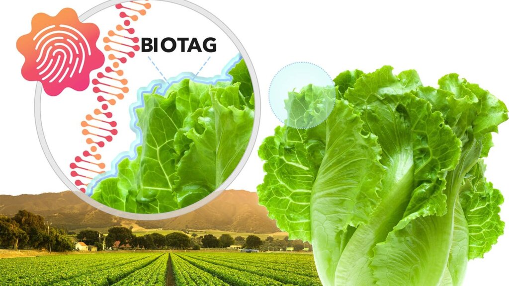 lettuce examined with biotag