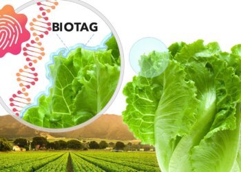 lettuce examined with biotag